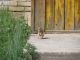 Posée tranquillement sur le perron d'une maison en plein village, celle-là n'attendait que notre appareil photo.