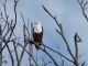 L'aigle pêcheur, qui comme chacun sait possède une excellente vue, préfère prendre de la hauteur pour ses postes d'observation...