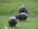 Après de nombreuses années à traîner mes guêtres en Afrique, pour la première fois, je vois enfin in vivo des hippopotames hors de l'eau...
En fin de journée, en saison des pluies, avec le ciel lourd de nuages bloquant le soleil, ils sortent brouter leurs rations quotidiennes...