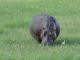 Et il y en a à qui cela profite bien !!!
De l'eau, de l'herbe à volonté, le paradis pour les hippopotames...