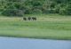 Si le gros de la troupe fait ses timides en restant à l'orée, les trois plus téméraires ne profitent que plus des sels minéraux du sable terreux. Eh oui, comme les kudus tout à l'heure, les éléphants mangent aussi de la terre !