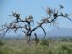 A voir les occupants de cet arbre, une charogne doit se trouver dans le secteur...