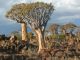 Ni arbre, ni plante grasse mais un peu des deux, le kokerboom, ce végétal, semblant sorti de la préhistoire est en fait un aloe dichotoma, de la famille des aloès.