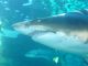 Et toute sa vie durant, de nouvelles dents vont venir remplacer régulièrement celles du premier rang.
Pas besoin de dentiste chez les requins !!!