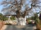 Dakar grande ville s'il en est, n'en reste pas moins africaine comme en témoigne ce baobab en plein ville !