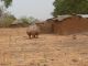 Marrant et efficace contre les termites, le grenier à mil burkinabe à quatre pattes et à chapeau de paille !