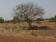 Magnifique élevage d'ânes, le Sahel ne doit plus être très loin !