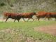 Route vers le nord, nous croisons un beau troupeau de vaches et taureaux au grand galop en contrebas de la route.