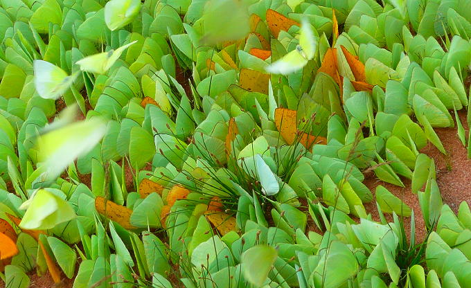 ba-010.jpg ba-010.jpg