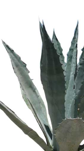 news_cactus.jpg news_cactus.jpg